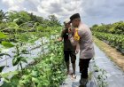 Bhabinkamtibmas-Desa-Sambibulu-Taman,-Sambang-Cek-Perkembangan-Tanaman-P2L