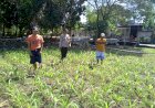 Polisi-dan-Petani-Desa-Lemujut-Bersinergi-dalam-Program-Swasembada-Jagung