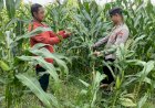 Anggota-Polsek-Tarik-Patroli-Kamtibmas-Sambil-Cek-Perkembangan-Tanaman-Jagung-Petani
