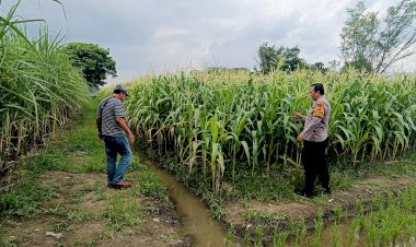 Kapolsek-Tarik-Berikan-Pendampingan-untuk-Swasembada-Pangan-Mandiri-Tingkat-Desa