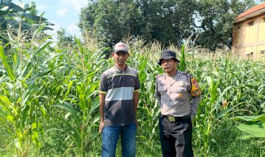 Polsek-Balongbendo-Dampingi-Warga-Kelola-Tanaman-Jagung