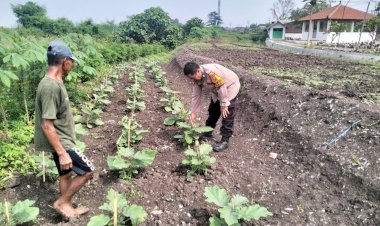 Sinergi-Polisi-dan-Petani-di-Desa-Jiken-Kelola-Tanaman-Sayuran