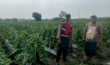 Kanit-Binmas-Polsek-Krembung-dan-Kades-Mojoruntut-Tinjau-Lahan-Pisang,-Dukung-Swasembada-Pangan