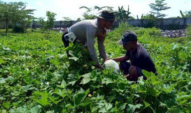 Polsek-Tanggulangin-Dorong-Ketahanan-Pangan-Polresta-Sidoarjo-di-Pekarangan-Bergizi-Kalidawir